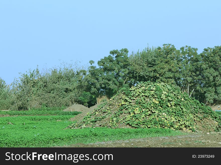 Country landscape, agriculture, clear sky