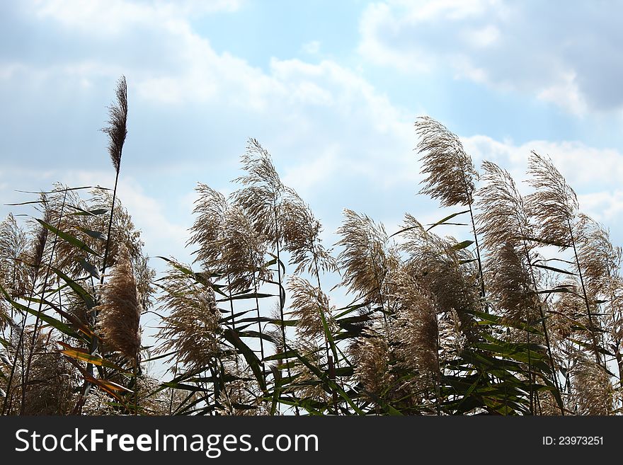 Phragmites australis plant - known as common reed