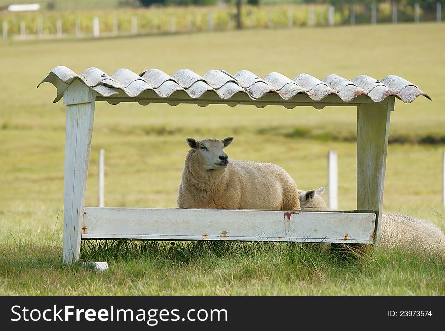 Sheep in a Brazil farm.