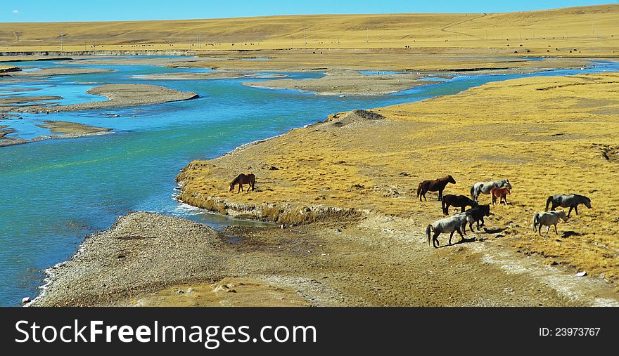 Qinghai-Tibet Plateau on the horse, grazing on the brown grass. Qinghai-Tibet Plateau on the horse, grazing on the brown grass