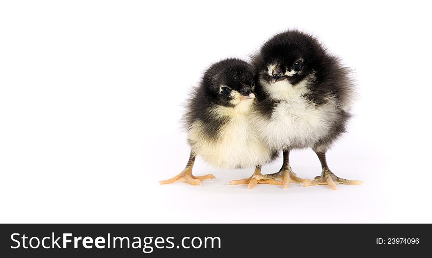 Australorp Chicken Couple Baby Chicks White Backgr