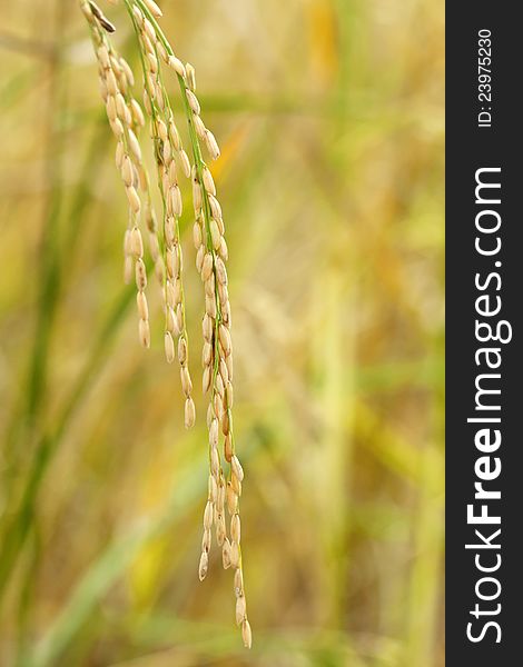 Close up of green paddy rice