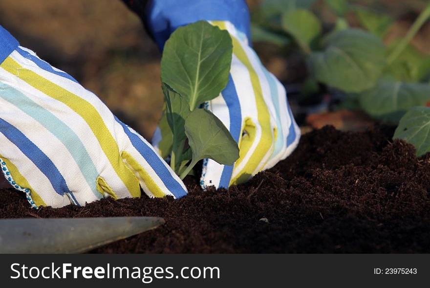 Planting young cabbage plants in to the garden bed with good gardening soil with hands. Planting young cabbage plants in to the garden bed with good gardening soil with hands