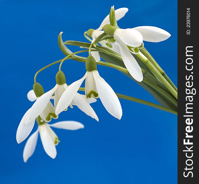 Snowdrops in early bloom on blue sky background