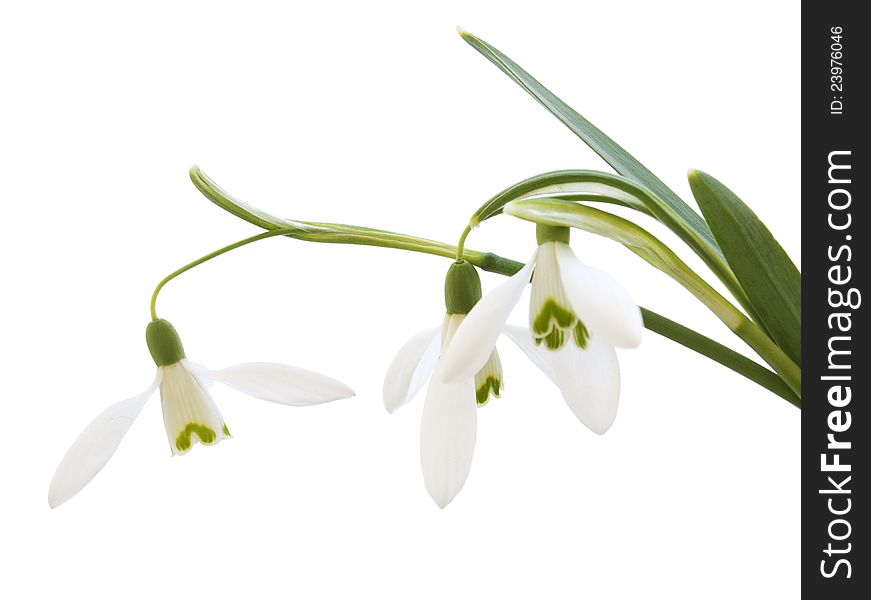 Snowdrop in early bloom on a white background. Snowdrop in early bloom on a white background