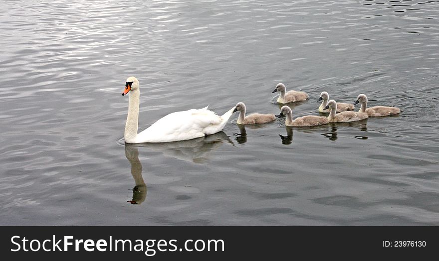 A Mother Swan with Her Baby Signets. A Mother Swan with Her Baby Signets.