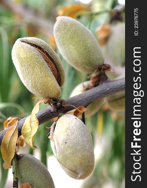 California Almond Cluster Opening Pre-Harvest. California Almond Cluster Opening Pre-Harvest