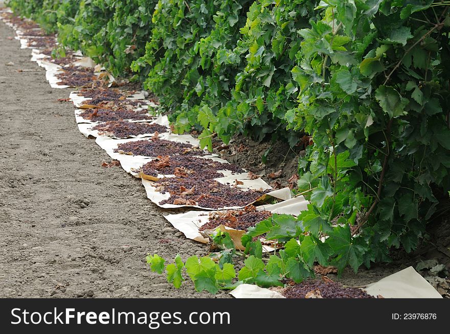 Raisins drying in field on paper. Raisins drying in field on paper