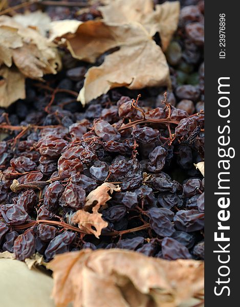 Close-up of Raisins Drying in the Field