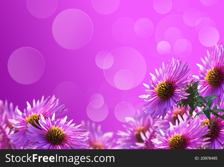 Background of purple wild flowers to the bokeh. Background of purple wild flowers to the bokeh