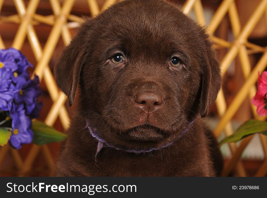 Closeup portrait of brown labrador puppy looking at camera