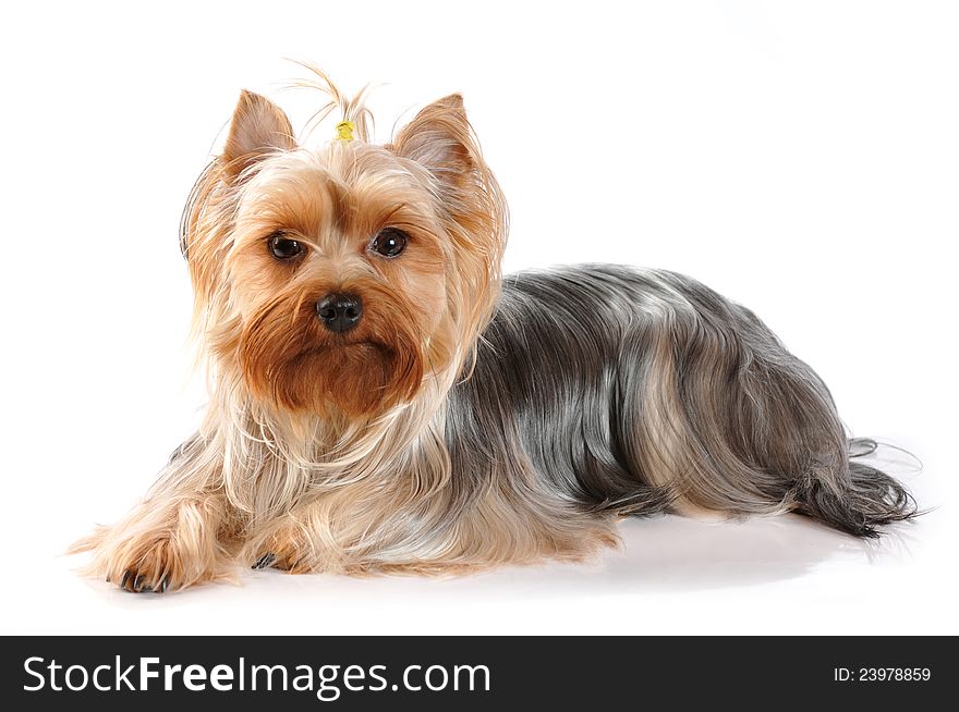 Cute portrait of lying yorkshire terrier on white background