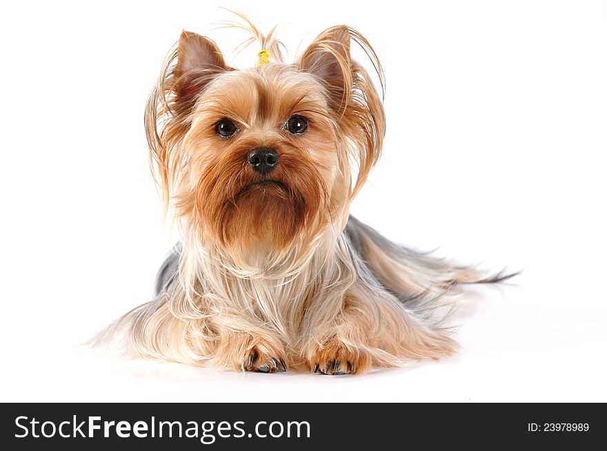 Yorkshire terrier lying and looking at camera portrait on white background. Yorkshire terrier lying and looking at camera portrait on white background