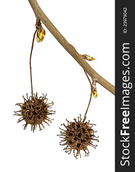 Pine cones hanging from a branch on a white background