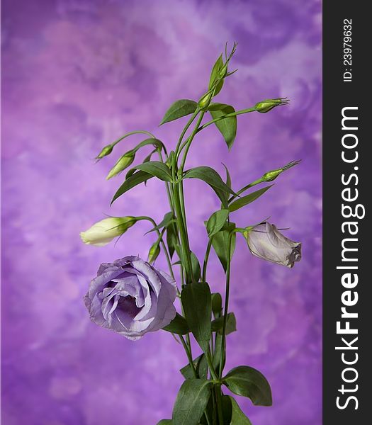 Bouquet of white and violet lisianthus on abstract background. eustoma