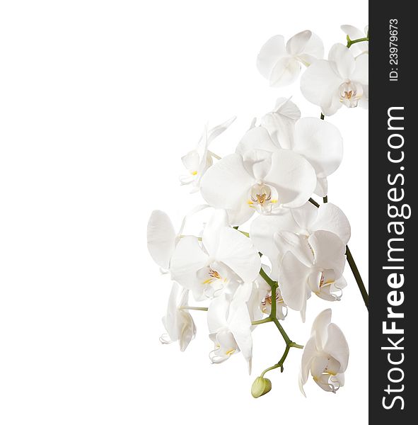 White orchid isolated on white background