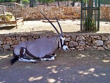 Oryx Antilope Lies In The Shade Stock Photography