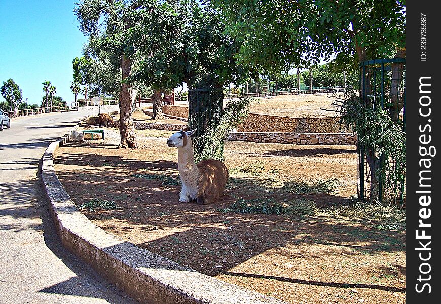Lama Alpaca lie in the shade under a tree