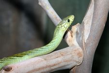 Green Snake Royalty Free Stock Photo Green Snake Royalty Free Stock Photo