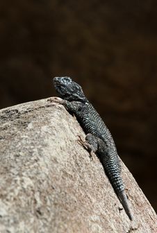 Lizard Stock Photos Lizard Stock Photos
