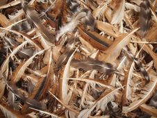 Chicken Feathers. Royalty Free Stock Photos Chicken Feathers. Royalty Free Stock Photos