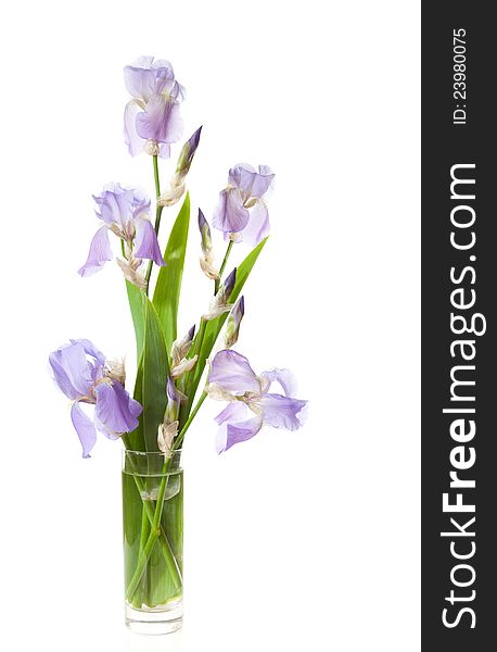 Bouquet of spring  Irises in a transparent vase isolated on a white background.