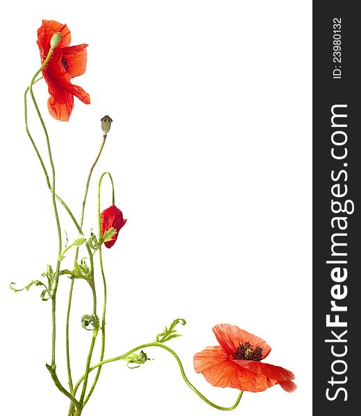 Red poppies isolated on white. studio shot