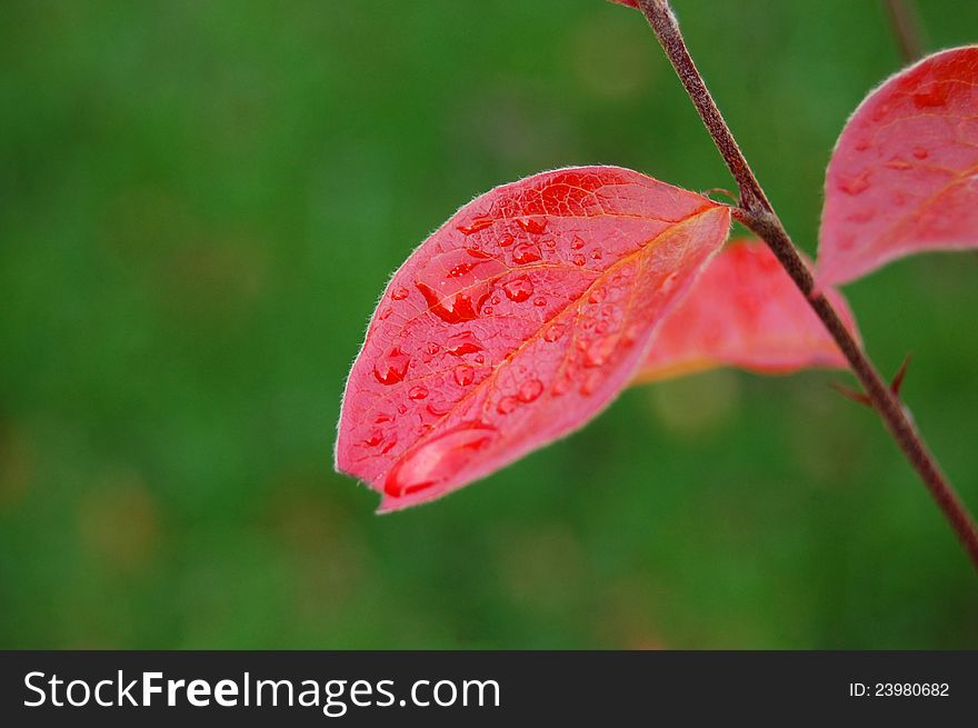 Colorful leaves against green grass. Colorful leaves against green grass