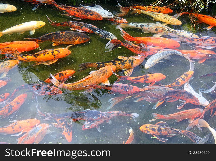 A swirling group of carp fish in a pool, taken in Panama