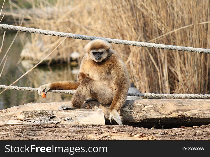 Young brown Monkey chilling down