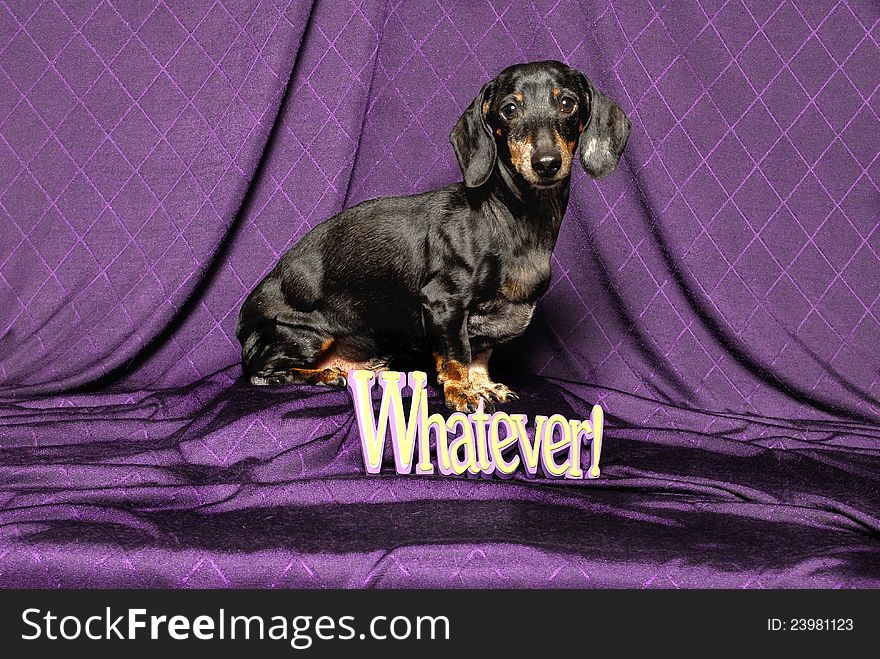 A black dachshund dog sits behind a word sign saying Whatever!. A black dachshund dog sits behind a word sign saying Whatever!