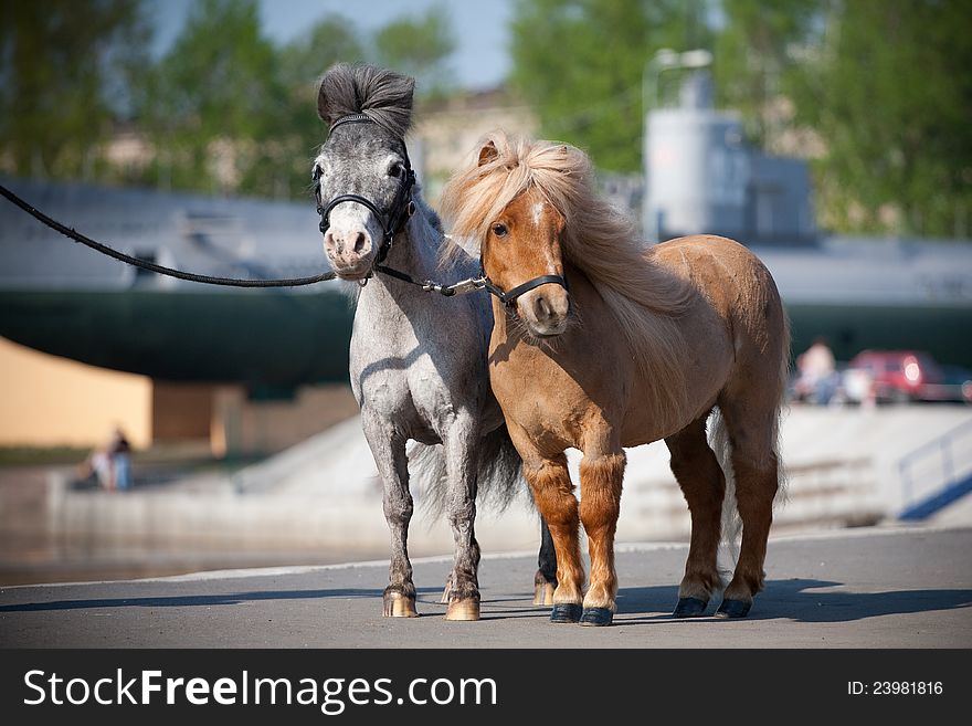 Small miniature horses in city in summer. Small miniature horses in city in summer.