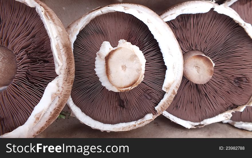 Three organic mushrooms in a row, in a box. Three organic mushrooms in a row, in a box