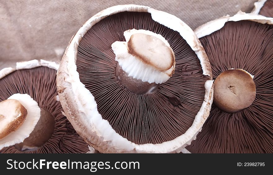 Organic Field Mushrooms
