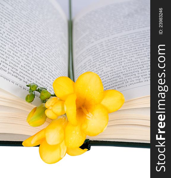 Open the book and freesia isolated on white background