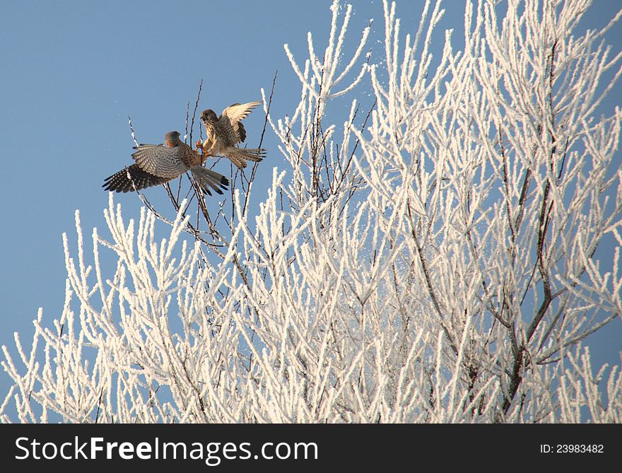 Two birds fighting in a tree. Two birds fighting in a tree