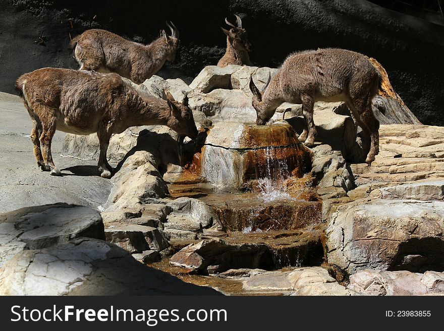 Several Markhor Goats Gathered Around Water Spring Drinking