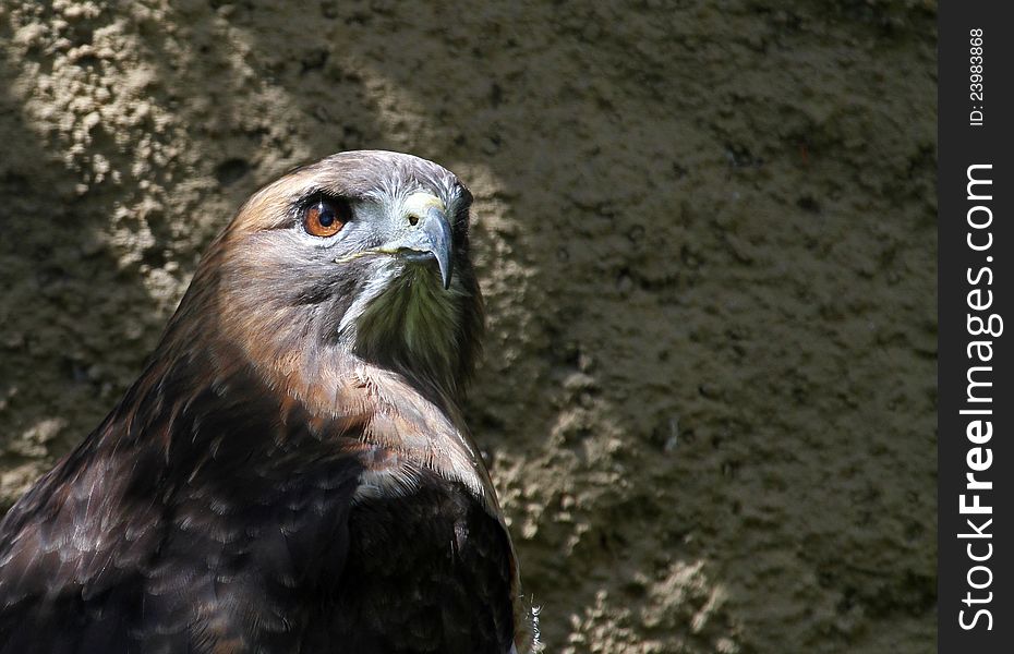 Close Up Red Tail Bird Of Prey Posing With Dramatic Sunlight On Head. Close Up Red Tail Bird Of Prey Posing With Dramatic Sunlight On Head