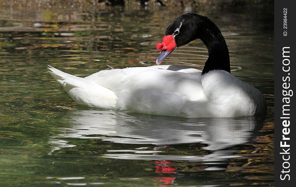 Black Neck Swan Swimming In Pond With Reflections