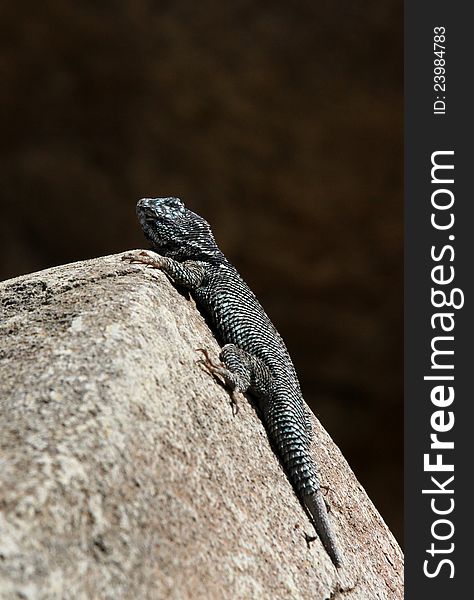 Speckled Lizard Perched On A Rock With Black Background