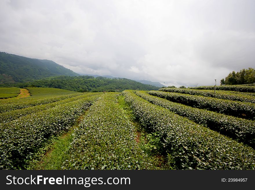Level Of Green Tea Field.