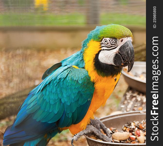 Portait of blue and yellow macaw