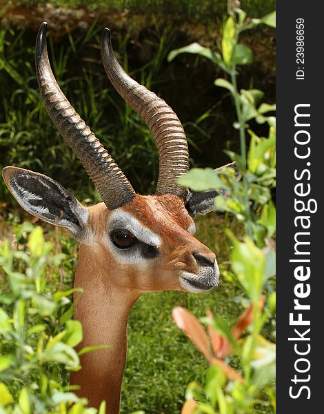 Close Up Detail Of Male Gerenuk Posing Behind Greenery