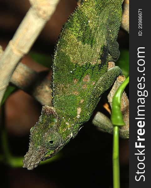 Textured Two Horned Green Chameleon Climbing on Tropical Plants