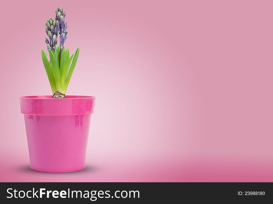 Hyacinth inside a pot over a pink background. Hyacinth inside a pot over a pink background