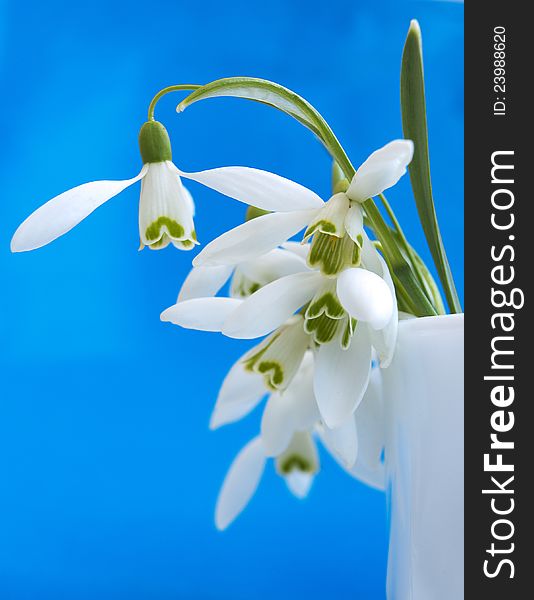 Snowdrops in early bloom on blue sky background
