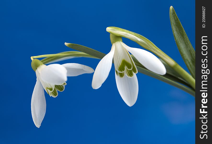 Snowdrops in early bloom on blue sky background