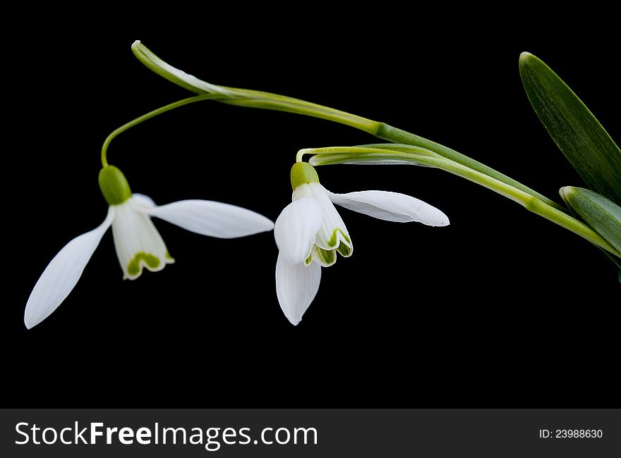 Snowdrops flowers on black background