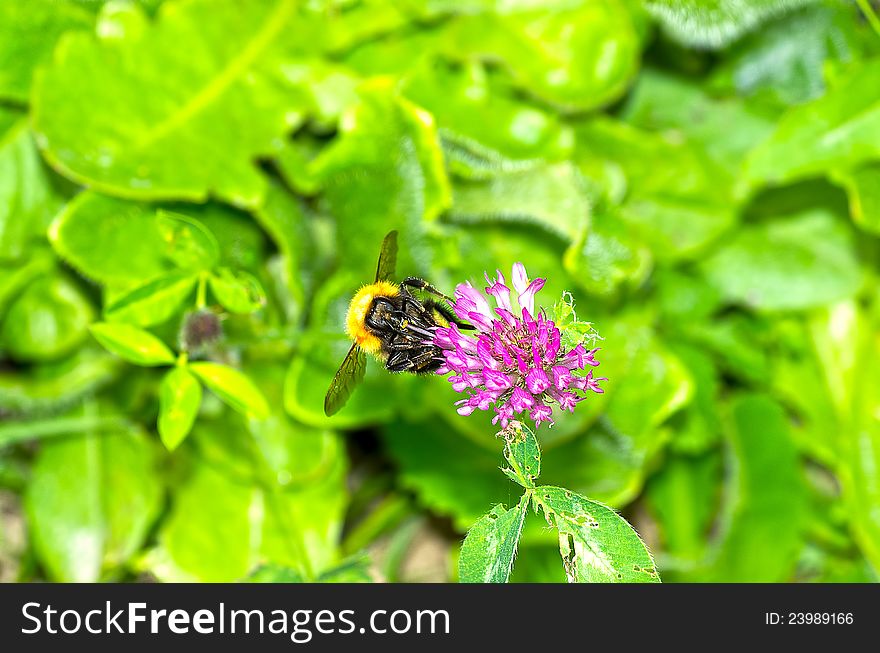 Detail of pink flower and bee