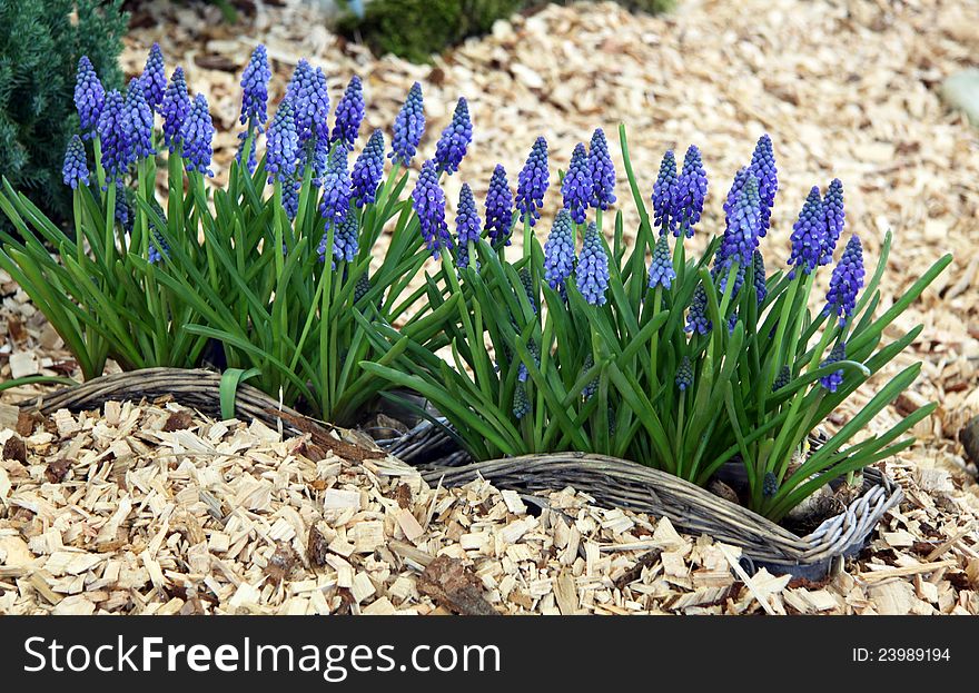 Grape Hyacinth And Moss